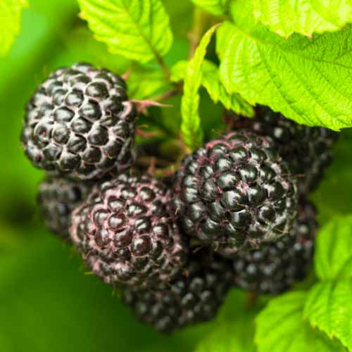 Malina čierna Black Jewel, Р9 obrázok 1 artikel 7549