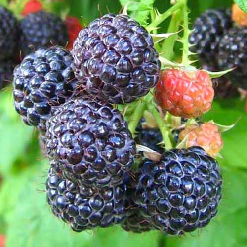 Malina čierna Cumberland obrázok 1 artikel 7550