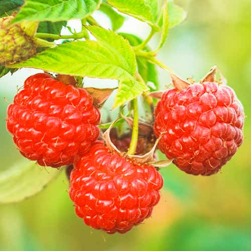 Malina Dorman Red obrázok 1 artikel 5838