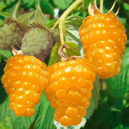 Malina Gold obrázok 1 artikel 7556