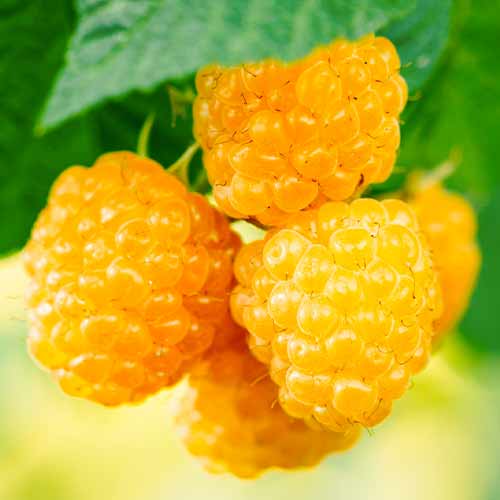 Malina Golden Everest, Р9 obrázok 1 artikel 5840