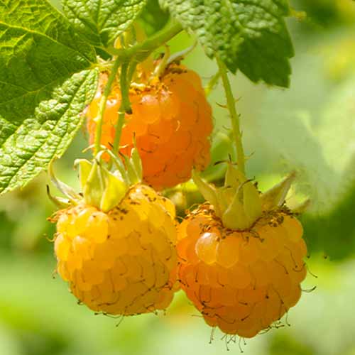 Malina Golden Queen, Р9 obrázok 1 artikel 7608