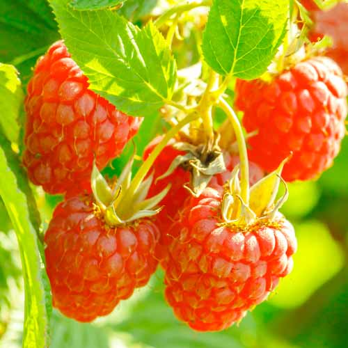 Malina Heritage, Р9 obrázok 1 artikel 7616