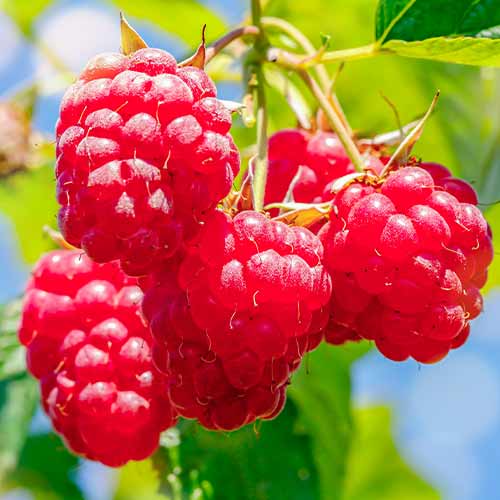 Malina Malling Promise obrázok 1 artikel 5841