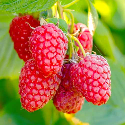 Malina Polana, Р9 obrázok 1 artikel 7544