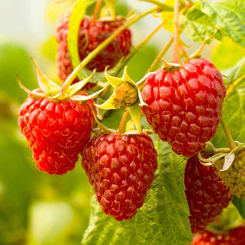 Malina Red Giant, Р9 obrázok 1 artikel 7536