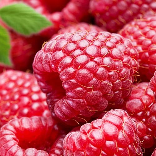 Malina Red Gigant artikel fotografia 1 Malina Red Gigant obrázok 1 artikel 7524