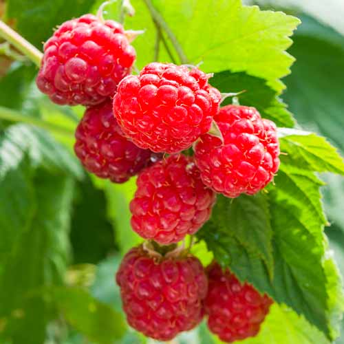 Malina Sugana, Р9 obrázok 1 artikel 8036