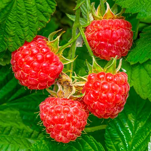 Malina Willamette obrázok 1 artikel 7617