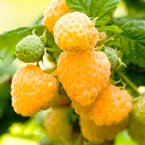 Malina Yellow Giant, Р9 obrázok 1 artikel 7535