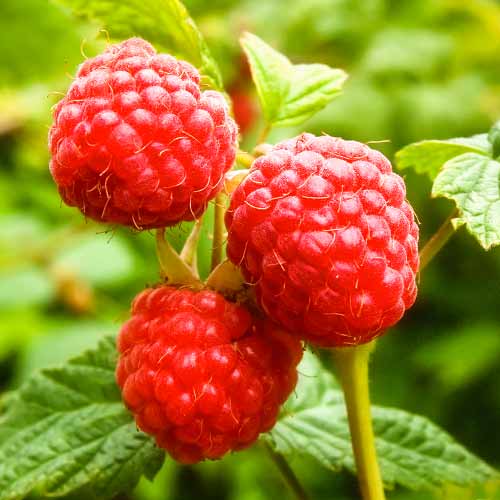 Malina Zewa, P9 obrázok 1 artikel 1591