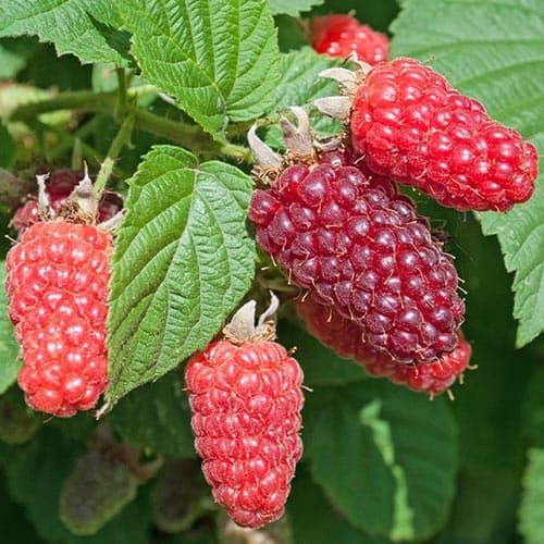 Malinoostružina Buckingham obrázok 1 artikel 4912