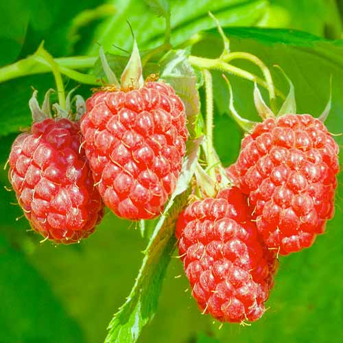Malinoostružina Loganberry, Р9 artikel fotografia 1 Malinoostružina Loganberry, Р9 obrázok 1 artikel 7509