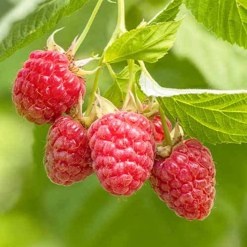Malinoostružina Tummleberry artikel fotografia 1 Malinoostružina Tummleberry obrázok 1 artikel 5833
