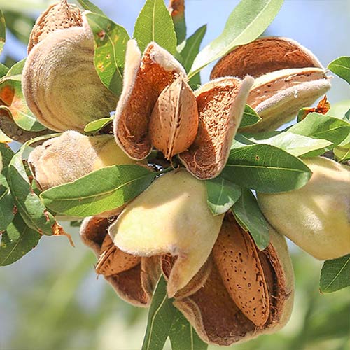 Mandľovník Ferragnes obrázok 1 artikel 7949