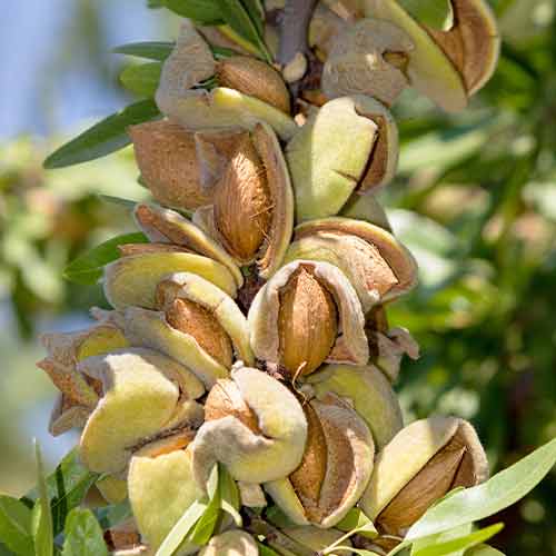 Mandľovník (columnar) Avijor obrázok 1 artikel 2001