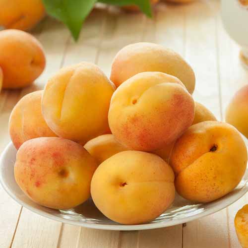 Marhuľa Roy obrázok 1 artikel 4857