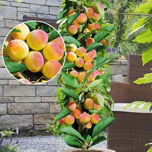 Marhuľa stĺpovitá Prince Mart, С2 obrázok 1 artikel 1901