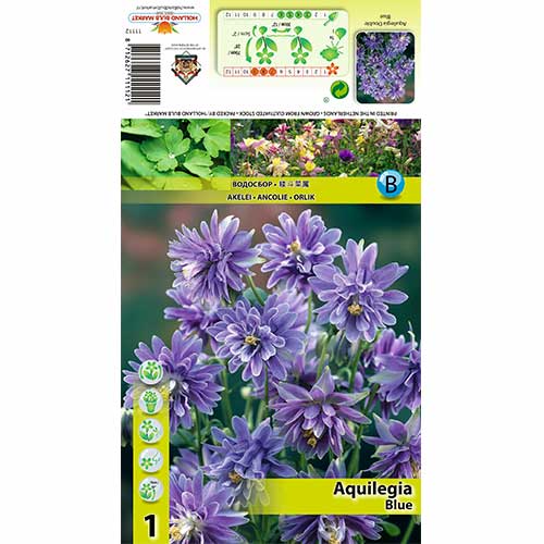 Maslák (Aquilegia) Blue artikel fotografia 1 Maslák (Aquilegia) Blue obrázok 1 artikel 70344