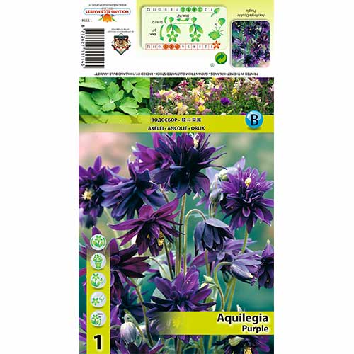 Maslák (Aquilegia) Purple artikel fotografia 1 Maslák (Aquilegia) Purple obrázok 1 artikel 70346