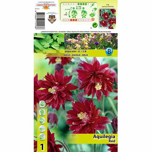 Maslák (Aquilegia) Red obrázok 1 artikel 70347