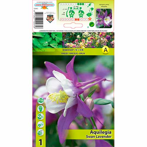 Maslák (Aquilegia) Swan Lavender artikel fotografia 1 Maslák (Aquilegia) Swan Lavender obrázok 1 artikel 70348