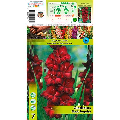 Mečík Black Surprise obrázok 1 artikel 76243