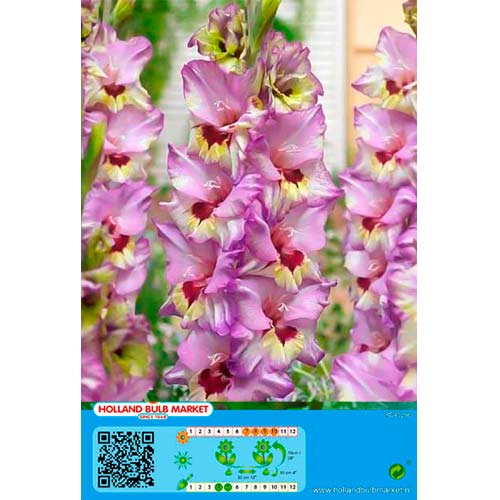 Mečík Bono's Memory obrázok 1 artikel 76440