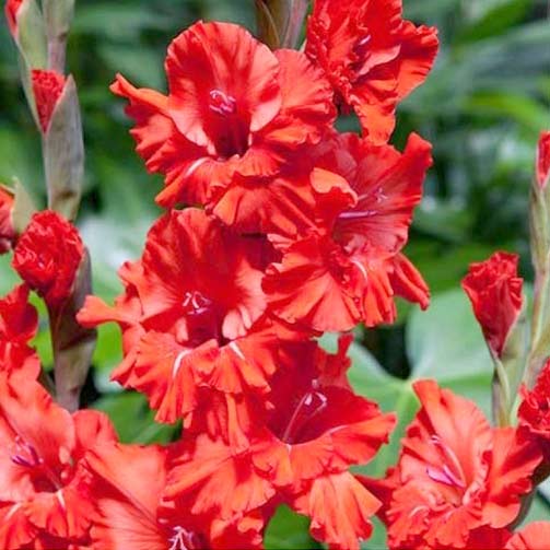 Mečík Fire Ruffle obrázok 1 artikel 70395