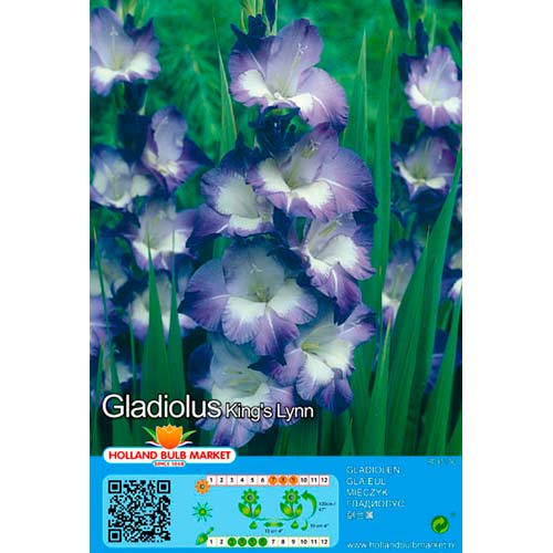 Mečík Kings Lynn artikel fotografia 1 Mečík Kings Lynn obrázok 1 artikel 76445