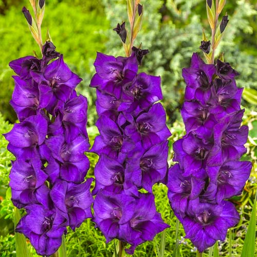 Mečík Mombassa obrázok 1 artikel 70398