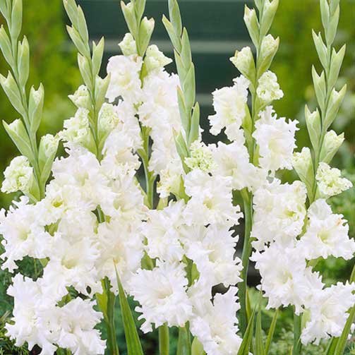 Mečík Snowy Frizzle obrázok 1 artikel 70401