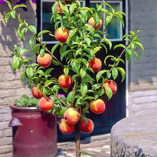 mini Broskyňa HoneyRed®, C2 obrázok 1 artikel 1648