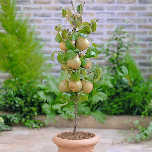 mini Hruška GardenPearl®, C2 obrázok 1 artikel 1646