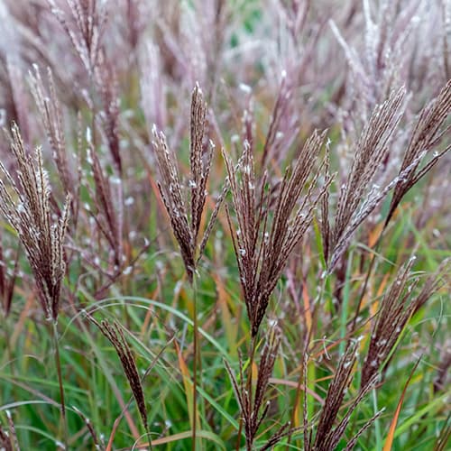 Miscanthus Ferner Osten obrázok 1 artikel 4083