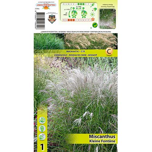Miscanthus Kleine Fontane obrázok 1 artikel 70442