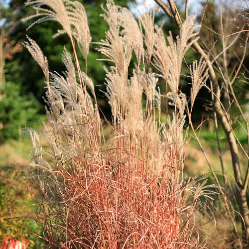 Miscanthus Little Miss, P9 obrázok 1 artikel 5868