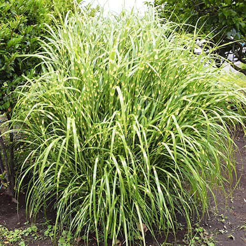 Miscanthus Zebrinus, P9 obrázok 1 artikel 5658