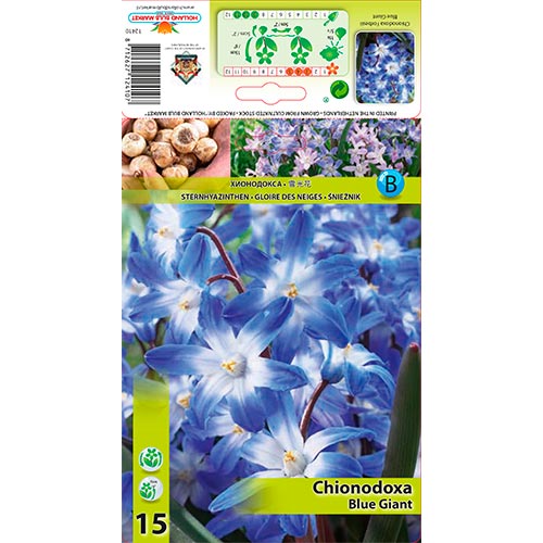 Modravka Forbesii Blue Giant artikel fotografia 1 Modravka Forbesii Blue Giant obrázok 1 artikel 67321