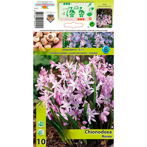 Modravka Rosea artikel fotografia 1 Modravka Rosea obrázok 1 artikel 67323