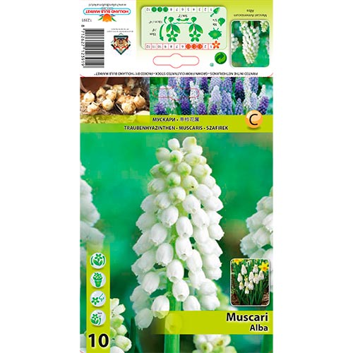 Modrica Alba obrázok 1 artikel 70277