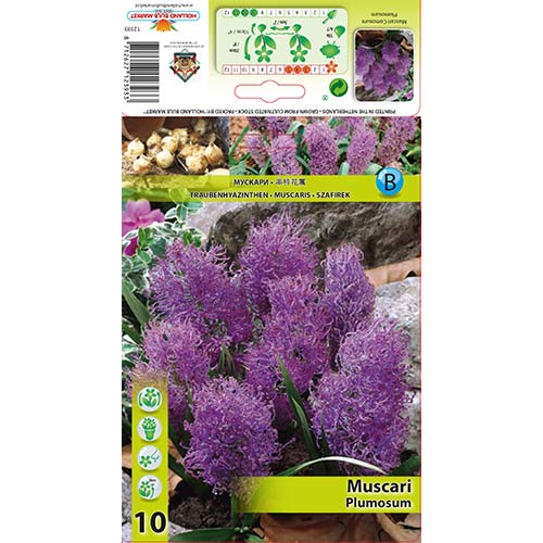 Modrica Plumosum obrázok 1 artikel 70278