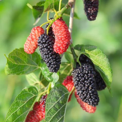 Moruša Full Seasons, С2 obrázok 1 artikel 5452