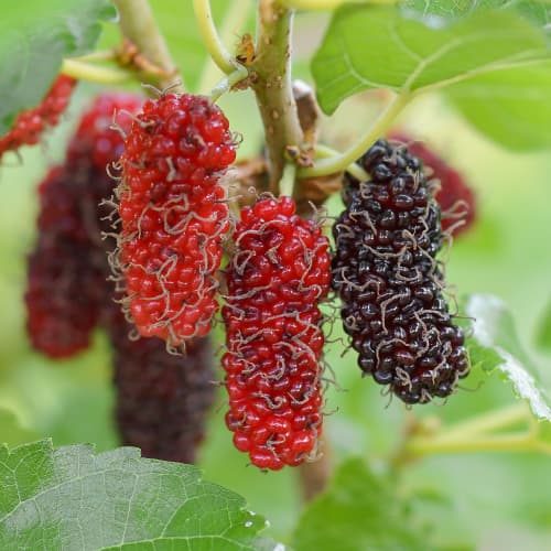 Moruša Red No.2, С2 obrázok 1 artikel 5453