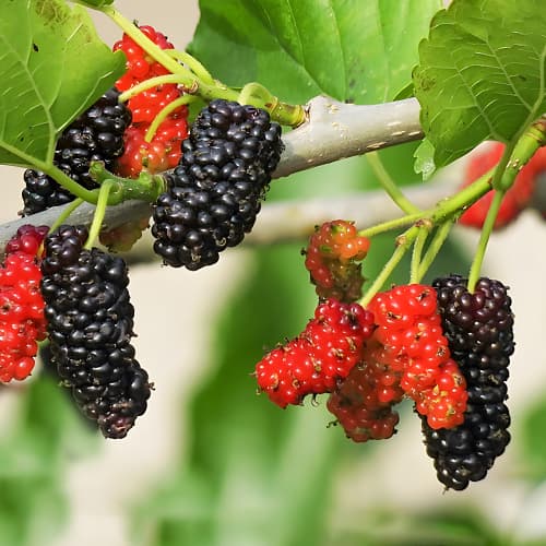 Moruša Sweet Dream, P9 obrázok 1 artikel 1587