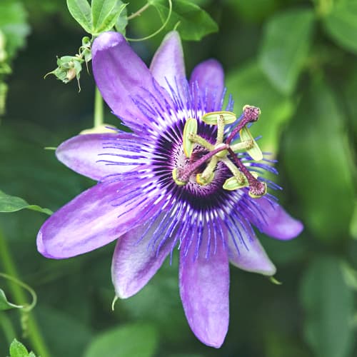 Mučenka Lavender Lady, P9 artikel fotografia 1 Mučenka Lavender Lady, P9 obrázok 1 artikel 9594