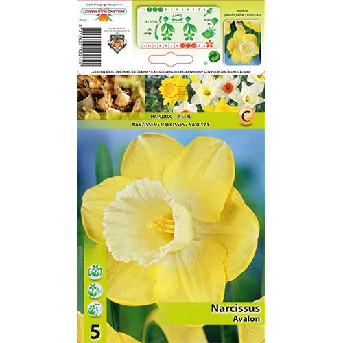 Narcis Avalon artikel fotografia 1 Narcis Avalon obrázok 1 artikel 68064