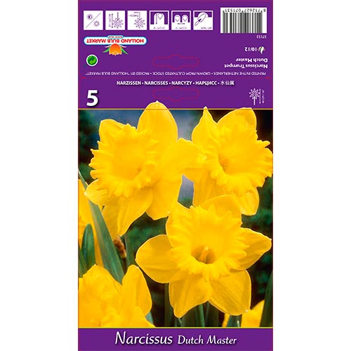 Narcis Dutch Master obrázok 1 artikel 67647