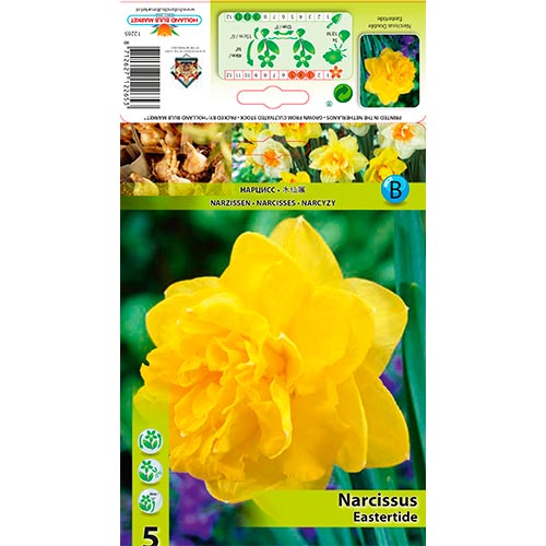 Narcis Eastertide artikel fotografia 1 Narcis Eastertide obrázok 1 artikel 70280