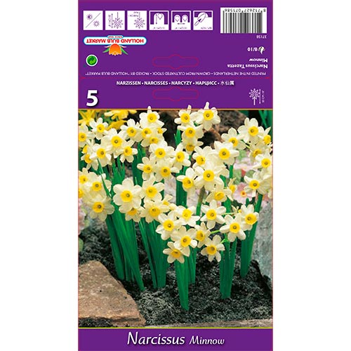 Narcis Minnow obrázok 1 artikel 67652
